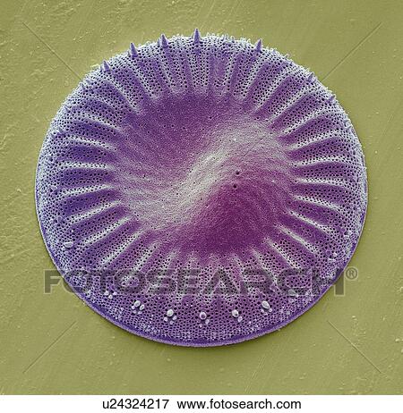 Diatom, SEM View Large Illustration Stock Illustration - Diatom, SEM. Fotosearch