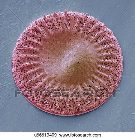 Diatom, SEM View Large Illustration Stock Illustration - Diatom, SEM. Fotosearch