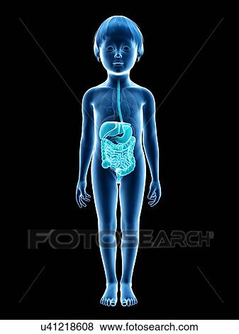 Digestive system of boy, illustration View Large Illustration Stock Illustration - Digestive system of boy, illustration. Fotosearch
