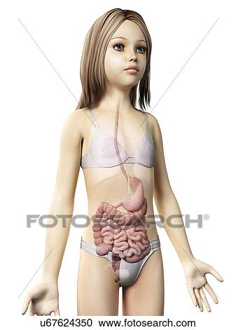 Digestive system of girl, illustration View Large Illustration Clipart - Digestive system of girl, illustration. Fotosearch
