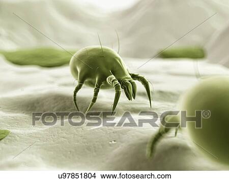 Dust mite, illustration View Large Illustration Stock Illustration - Dust mite, illustration. Fotosearch