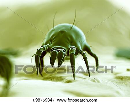 Stock Illustration - Dust mite, illustration. Fotosearch