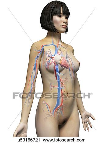 Female cardiovascular system View Large Illustration Clip Art - Female cardiovascular system. Fotosearch