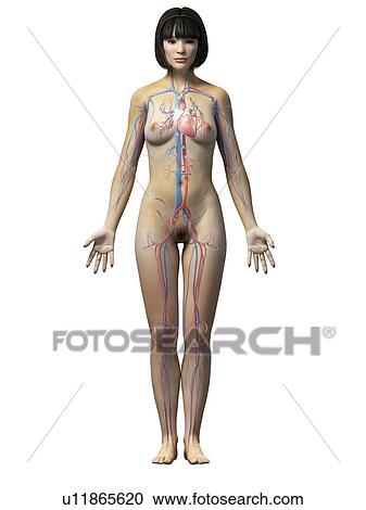 Female cardiovascular system View Large Illustration Clipart - Female cardiovascular system. Fotosearch