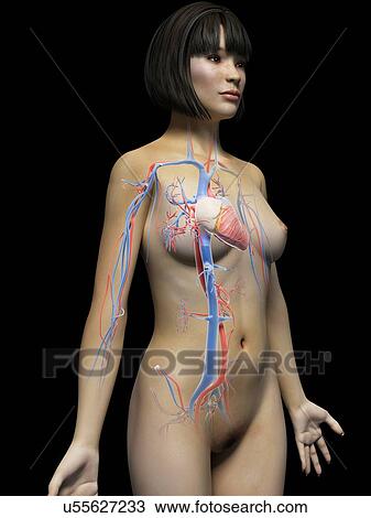 Drawing - Female cardiovascular system. Fotosearch