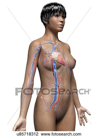 Drawing - Female cardiovascular system. Fotosearch