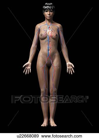 Female cardiovascular system View Large Illustration Stock Illustration - Female cardiovascular system. Fotosearch