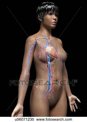 Stock Illustration - Female cardiovascular system. Fotosearch