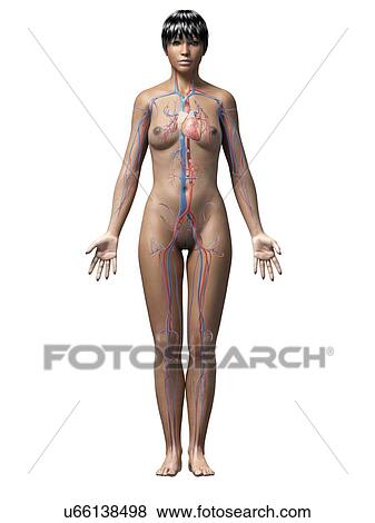 Stock Illustration - Female cardiovascular system. Fotosearch