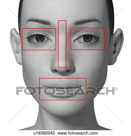 Female head with biometric markers View Large Illustration Drawing - Female head with biometric markers. Fotosearch
