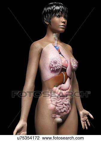 Female internal organs, illustration View Large Illustration Drawing - Female internal organs, illustration. Fotosearch