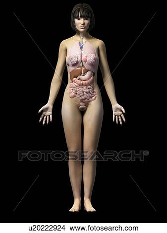 Stock Illustration - Female internal organs, illustration. Fotosearch