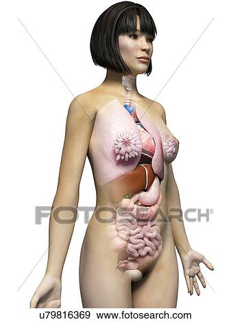 Stock Illustration - Female internal organs, illustration. Fotosearch