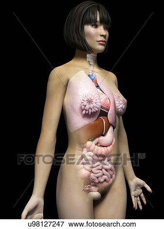 Female internal organs, illustration View Large Illustration Stock Illustration - Female internal organs, illustration. Fotosearch
