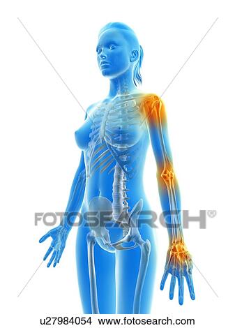 Stock Illustration - Female joints, illustration. Fotosearch