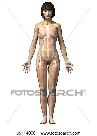 Female muscular system, illustration View Large Illustration Clip Art - Female muscular system, illustration. Fotosearch