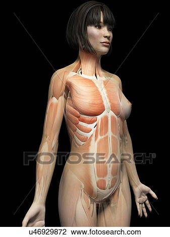 Female muscular system, illustration View Large Illustration Drawing - Female muscular system, illustration. Fotosearch