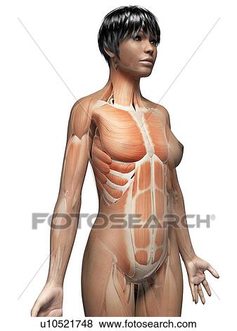 Female muscular system, illustration View Large Illustration Stock Illustration - Female muscular system, illustration. Fotosearch