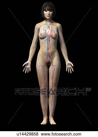 Stock Illustration - Female muscular system, illustration. Fotosearch