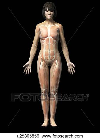 Stock Illustration - Female muscular system, illustration. Fotosearch