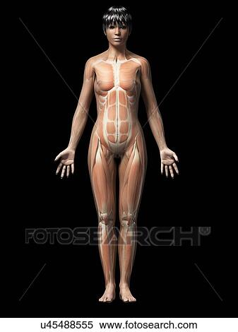 Female muscular system, illustration View Large Illustration Stock Illustration - Female muscular system, illustration. Fotosearch