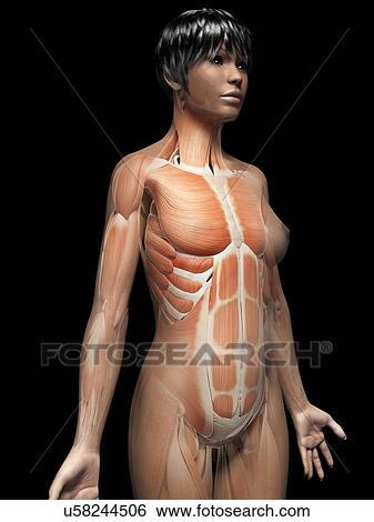 Female muscular system, illustration View Large Illustration Stock Illustration - Female muscular system, illustration. Fotosearch