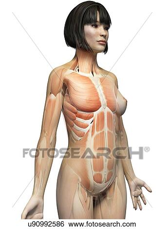 Stock Illustration - Female muscular system, illustration. Fotosearch