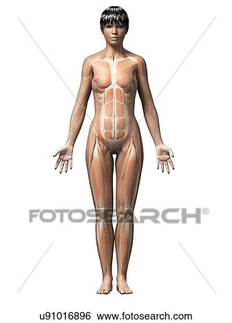 Female muscular system, illustration View Large Illustration Stock Illustration - Female muscular system, illustration. Fotosearch