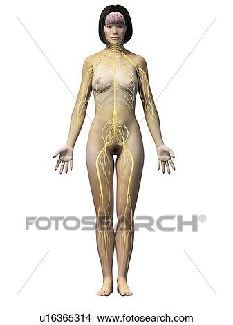 Stock Illustration - Female nervous system, illustration. Fotosearch