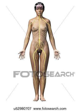 Female nervous system, illustration View Large Illustration Stock Illustration - Female nervous system, illustration. Fotosearch