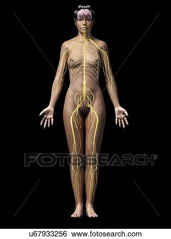 Stock Illustration - Female nervous system, illustration. Fotosearch