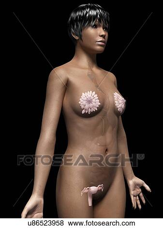 Stock Illustration - Female reproductive system, illustration. Fotosearch