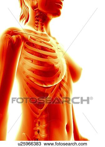 Drawing - Female ribcage, illustration. Fotosearch