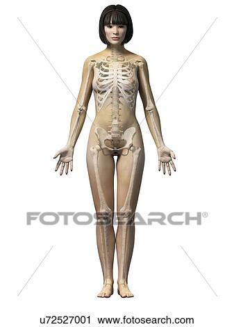 Female skeletal system, illustration View Large Illustration Clip Art - Female skeletal system, illustration. Fotosearch