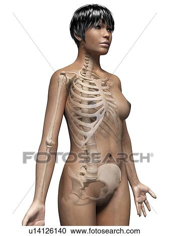 Female skeletal system, illustration View Large Illustration Clipart - Female skeletal system, illustration. Fotosearch