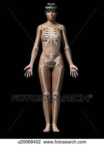 Female skeletal system, illustration View Large Illustration Drawing - Female skeletal system, illustration. Fotosearch
