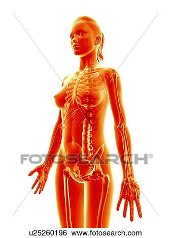 Female skeletal system, illustration View Large Illustration Stock Illustration - Female skeletal system, illustration. Fotosearch