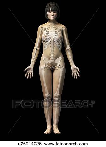 Female skeletal system, illustration View Large Illustration Stock Illustration - Female skeletal system, illustration. Fotosearch