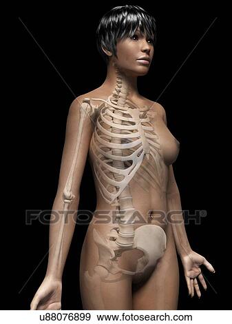 Female skeletal system, illustration View Large Illustration Stock Illustration - Female skeletal system, illustration. Fotosearch