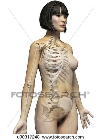 Stock Illustration - Female skeletal system, illustration. Fotosearch