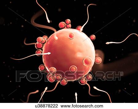 Fertilisation of human egg, illustration View Large Illustration Drawing - Fertilisation of human egg, illustration. Fotosearch