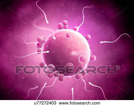 Fertilisation of human egg, illustration View Large Illustration Drawing - Fertilisation of human egg, illustration. Fotosearch