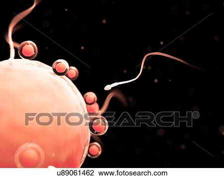 Drawing - Fertilisation of human egg, illustration. Fotosearch