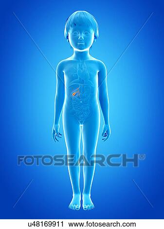 Gall bladder of boy, illustration View Large Illustration Clip Art - Gall bladder of boy, illustration. Fotosearch