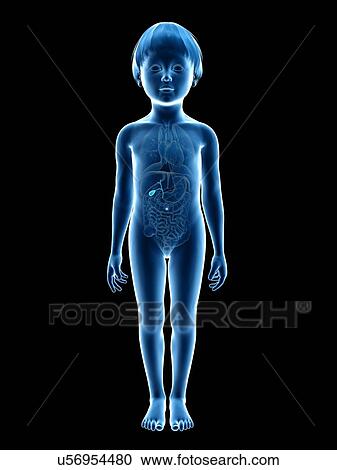 Gall bladder of boy, illustration View Large Illustration Clipart - Gall bladder of boy, illustration. Fotosearch