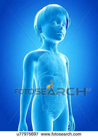 Gall bladder of boy, illustration View Large Illustration Stock Illustration - Gall bladder of boy, illustration. Fotosearch