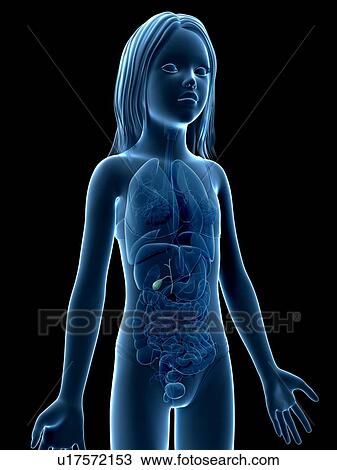 Drawing - Gall bladder of girl, illustration. Fotosearch