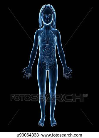 Drawing - Gall bladder of girl, illustration. Fotosearch