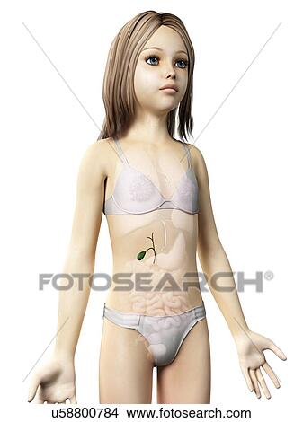 Gall bladder of girl, illustration View Large Illustration Stock Illustration - Gall bladder of girl, illustration. Fotosearch