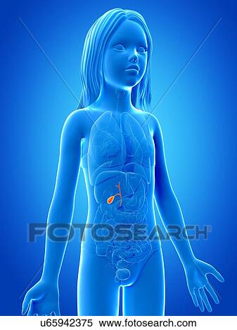 Stock Illustration - Gall bladder of girl, illustration. Fotosearch